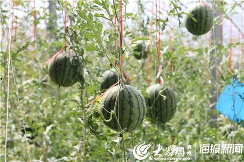 常德网红吃瓜事件视频,一场网络狂欢背后的真相揭秘