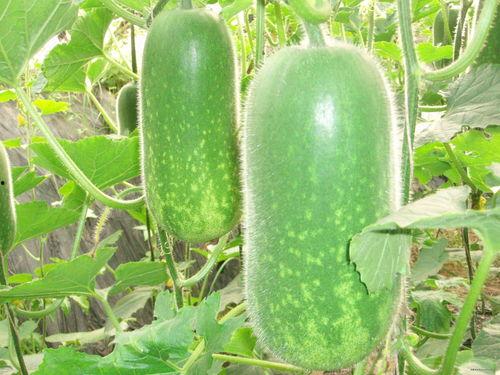 网红庞博文吃瓜视频大全