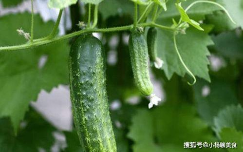 吃瓜入口官网推荐,网红美食推荐指南